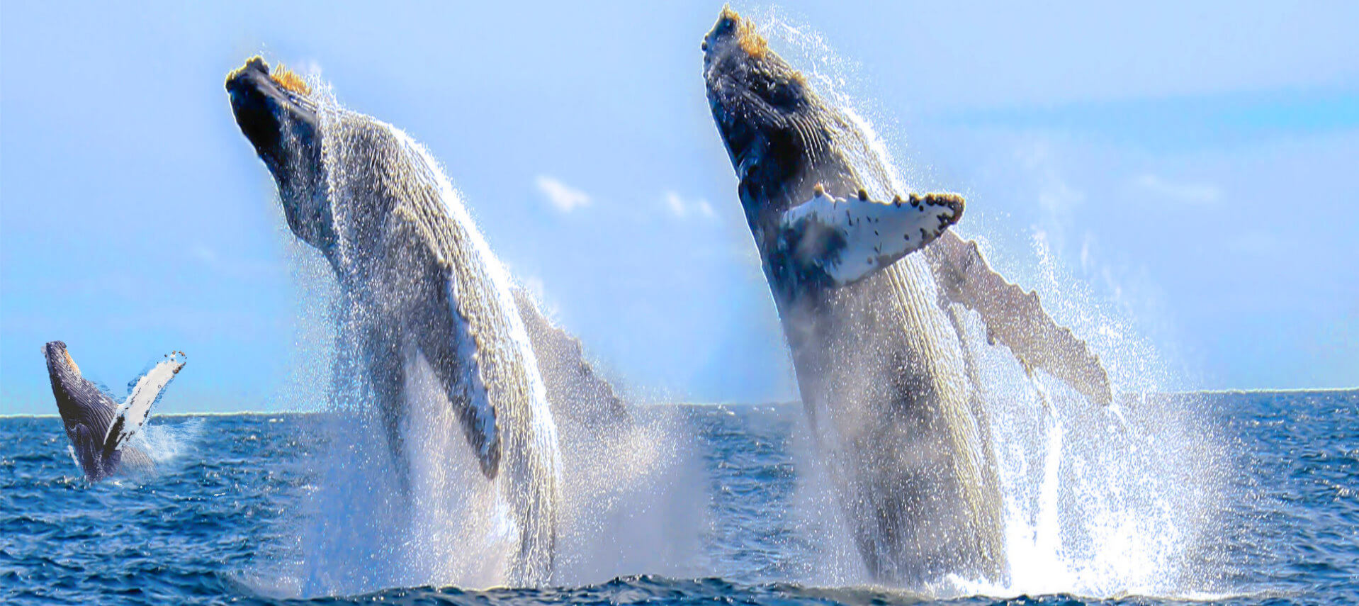 San-Francisco Whales-watching-Tour- Monterey-Bay-Attractions(1)